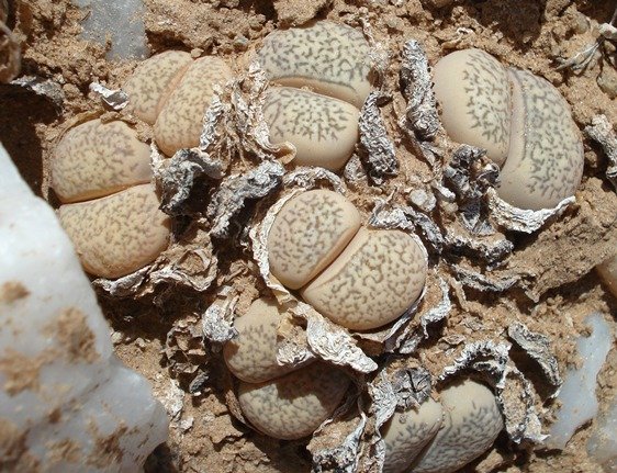 Lithops herrei plant bodies sunken